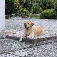 Labrador maschio per monte