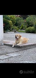 Labrador maschio per monte