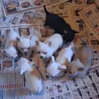 Chihuahua sani e puri foto reali