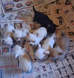 Chihuahua sani e puri foto reali