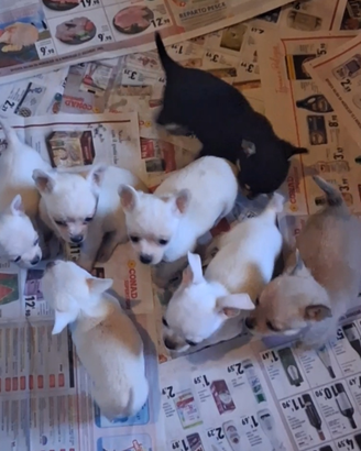 Chihuahua sani e puri foto reali