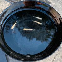 Medaka champagne lame'