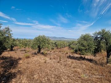 Alghero Terreno agricolo con uliveto