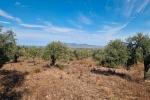 Alghero Terreno agricolo con uliveto