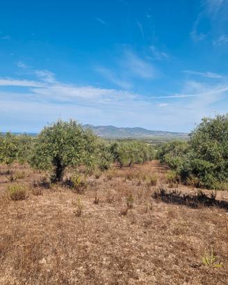 Alghero Terreno agricolo con uliveto