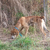 Segugi maremmani per cane da ferma
