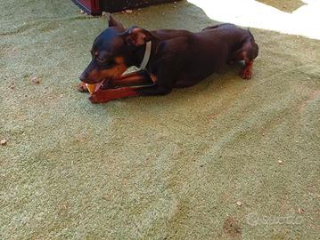 Pinscher nano