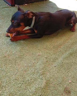 Pinscher nano