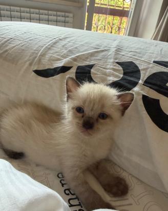 Cuccioli siamesi Thai