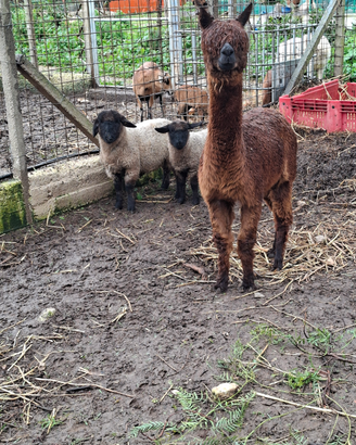 Alpaca femmina