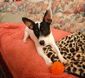 Lucky Jack Russell