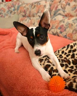 Lucky Jack Russell