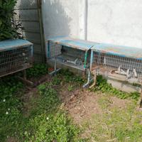 Gabbie animali