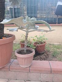pianta grassa