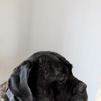 Cane corso per monta