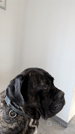 Cane corso per monta
