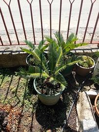 pianta Cycas