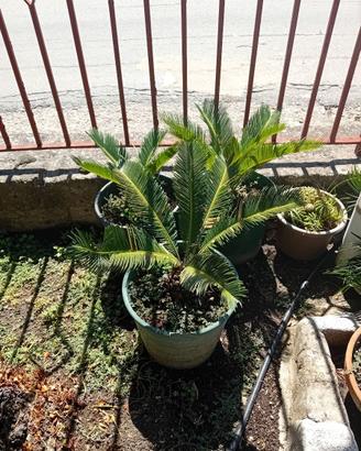 pianta Cycas