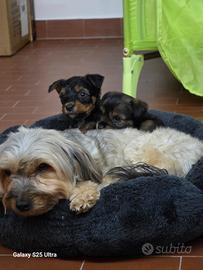 2 cuccioli di cane