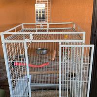 Pappagallo Amazzone fronte rossa