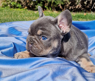 Stupendi cuccioli di bulldog francese esotic