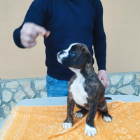 Cucciola boxer tigrata 2 mesi