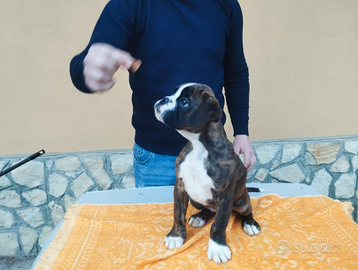 Cucciola boxer tigrata 2 mesi