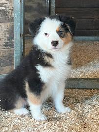 Cuccioli di pastore australiano