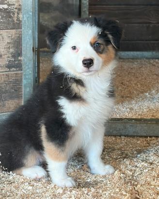 Cuccioli di pastore australiano