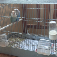 Uccelli pappagalli Inseparabili