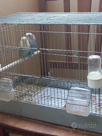 Uccelli pappagalli Inseparabili