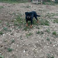 Rottweiler. . Per. Monta
