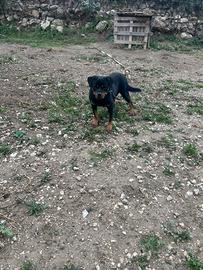 Rottweiler. . Per. Monta