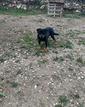 Rottweiler. . Per. Monta