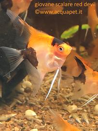 Scalari red devil