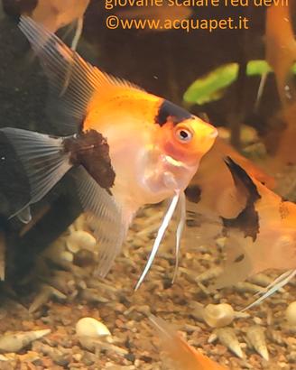 Scalari red devil