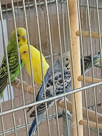 Cocoriti vari colori