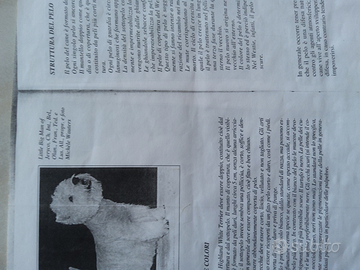 West Highland White Terrier toelettatura