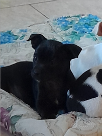 Cuccioli di taglia piccola