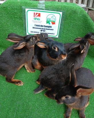 Conigli Lepre Belga