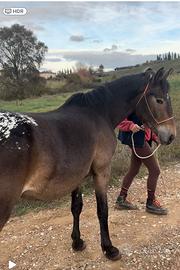 Castrone 4 anni 147 cm