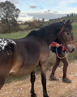Castrone 4 anni 147 cm