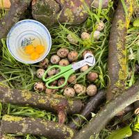 Forbici Apriuova Quaglia