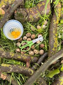 Forbici Apriuova Quaglia