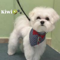 Maltese toy disponibile per monta