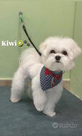 Maltese toy disponibile per monta