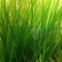 lotto 10 piante di Vallisneria 