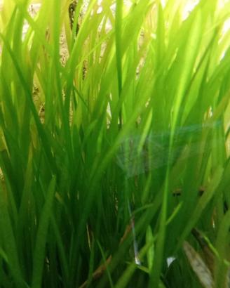 lotto 10 piante di Vallisneria 