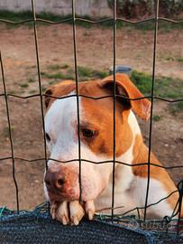 Pitbull maschio 7 anni Leo in ADOZIONE