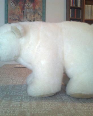 Orso Polare